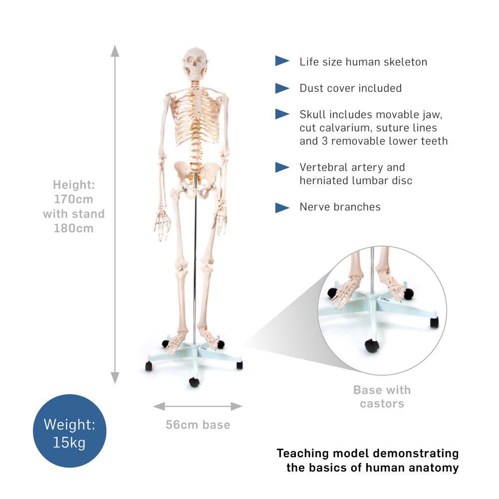 66fit Human Skeleton On Stand - 170cm