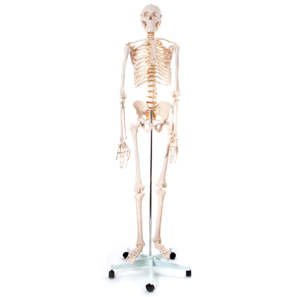 66fit Human Skeleton On Stand - 170cm