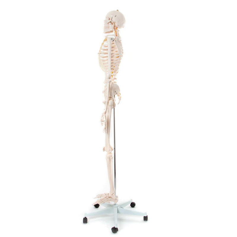 66fit Human Skeleton On Stand - 170cm