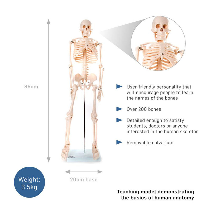 66fit Medium Anatomical Skeleton Model - 85cm