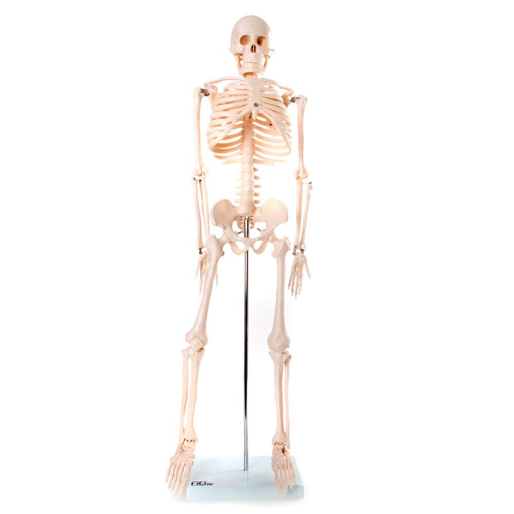 66fit Medium Anatomical Skeleton Model - 85cm