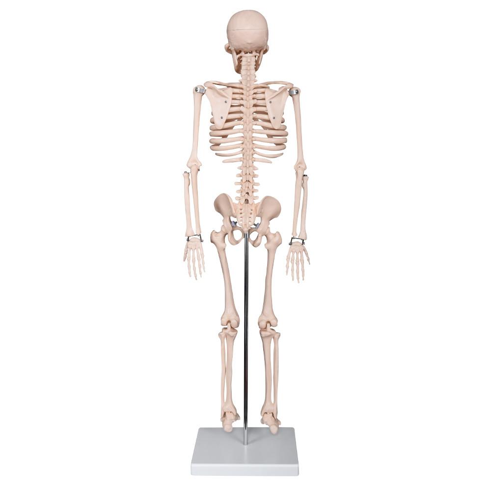 66fit Medium Anatomical Skeleton Model - 85cm