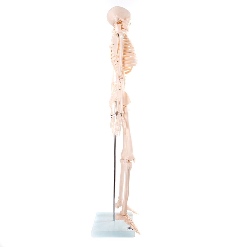 66fit Medium Anatomical Skeleton Model - 85cm