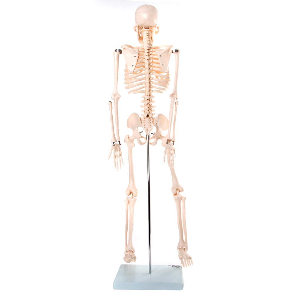 66fit Medium Anatomical Skeleton Model - 85cm