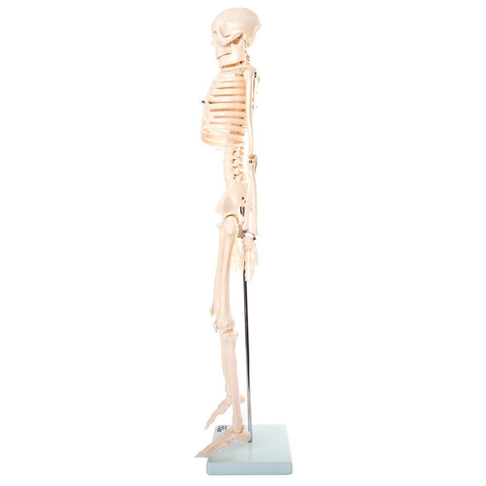 66fit Medium Anatomical Skeleton Model - 85cm