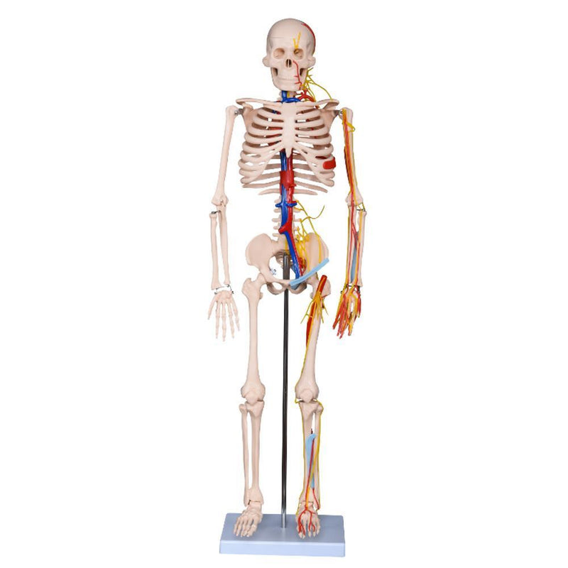 66fit Skeleton With Nerves and Blood Vessel - 85cm