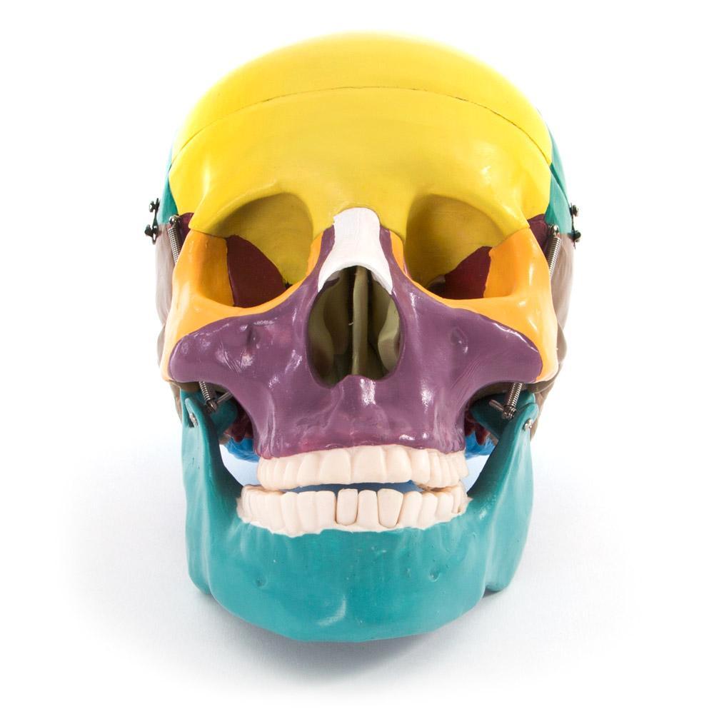 66fit Life Size Human Skull Anatomical Model - Painted Bones