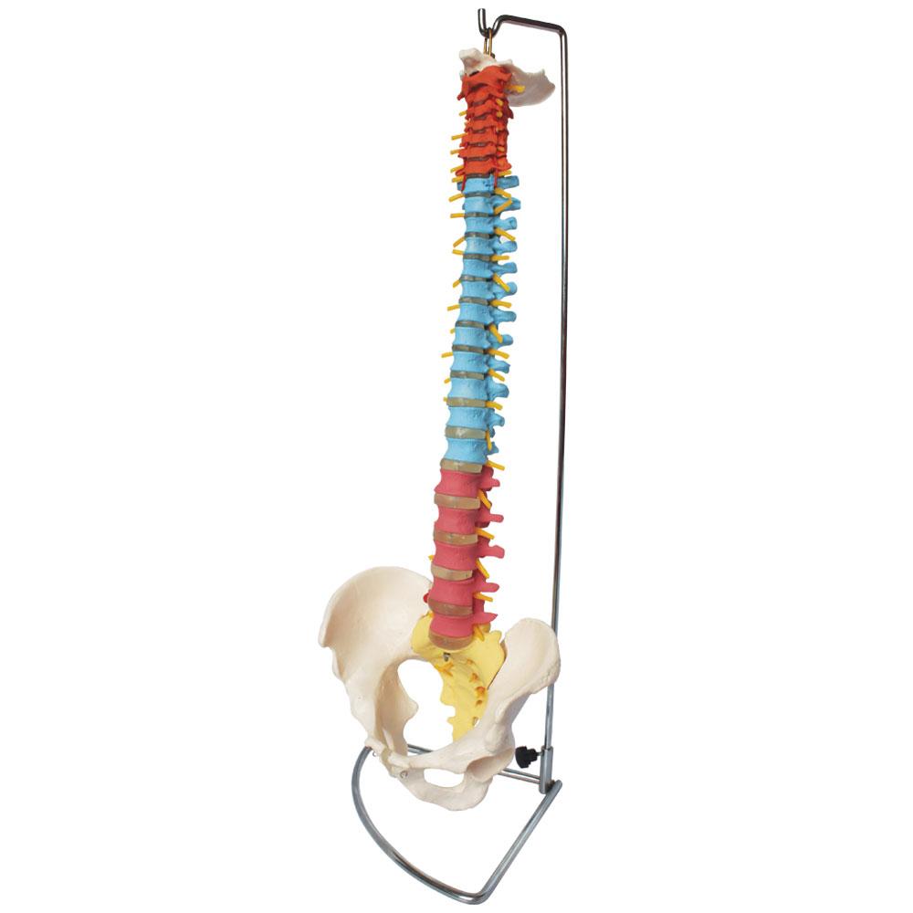 66fit Anatomical Flexible Vertebral Column With Pelvis (Coloured)