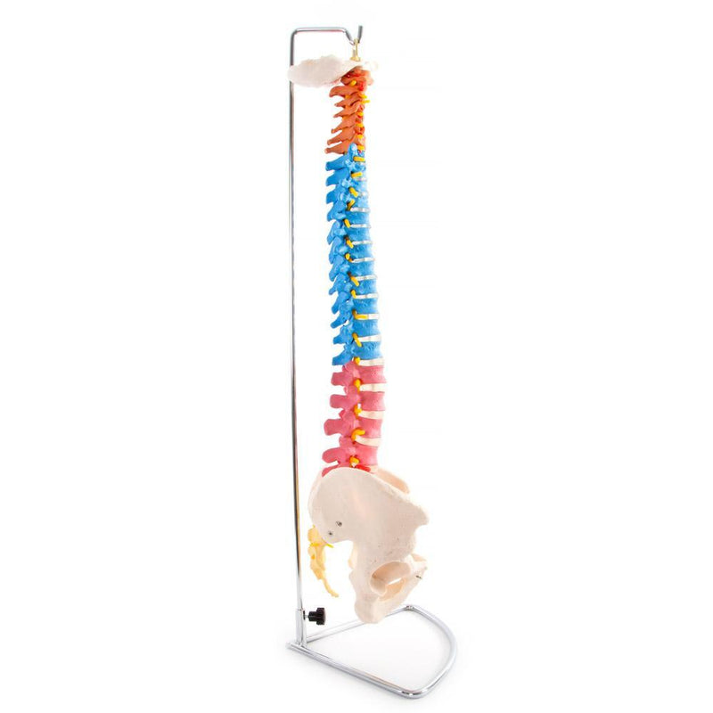 66fit Anatomical Flexible Vertebral Column With Pelvis (Coloured)