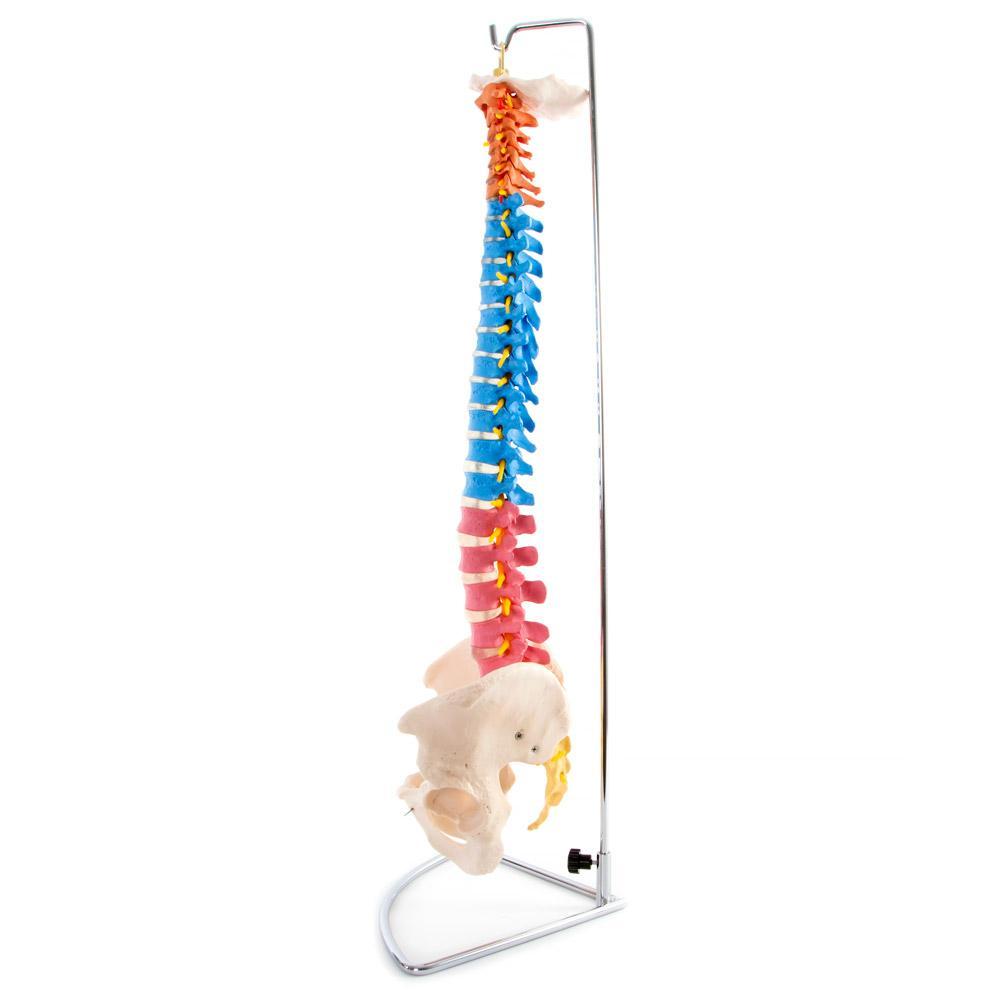 66fit Anatomical Flexible Vertebral Column With Pelvis (Coloured)