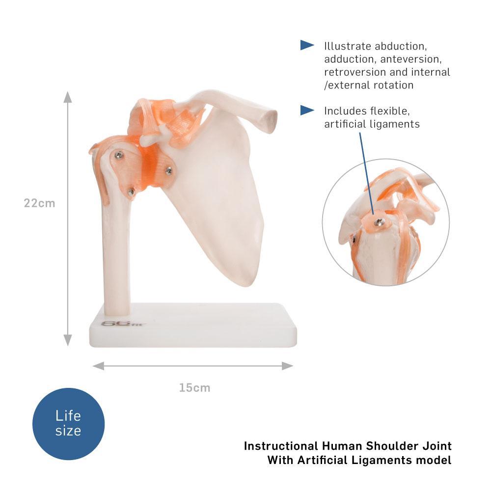 66fit Human Shoulder Joint Anatomical Model