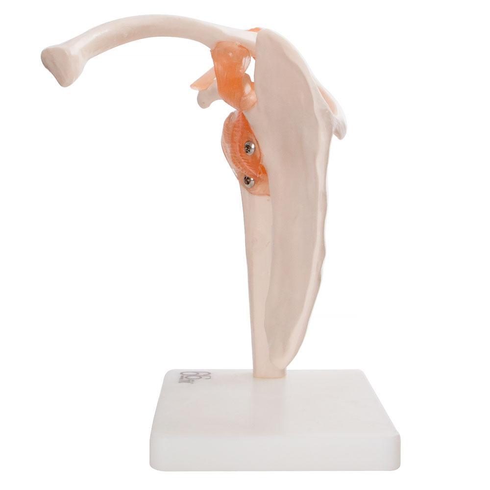 66fit Human Shoulder Joint Anatomical Model