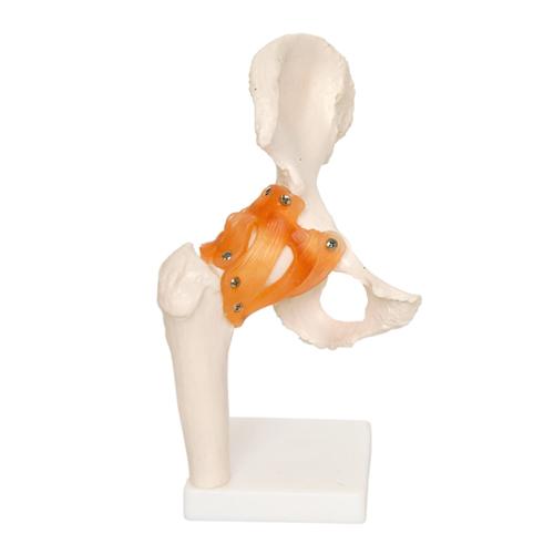 66fit Human Hip Joint Anatomical Model