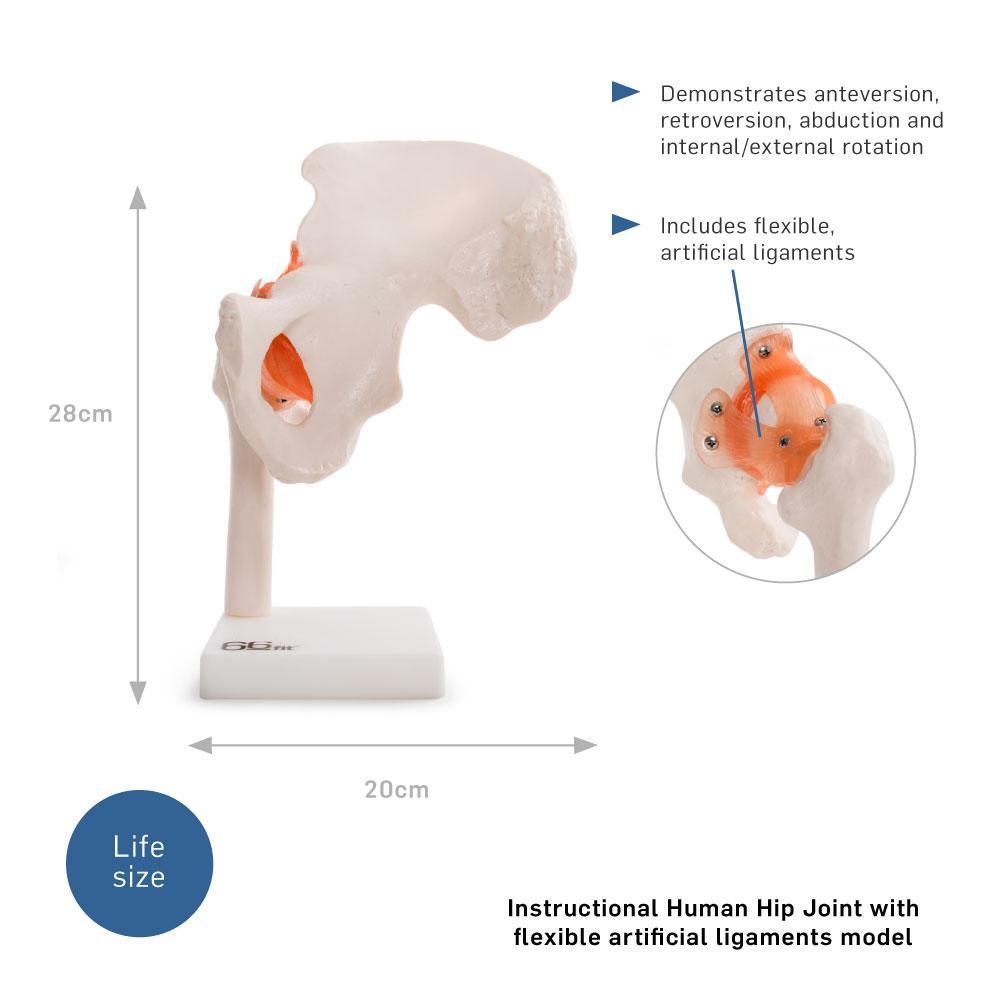 66fit Human Hip Joint Anatomical Model