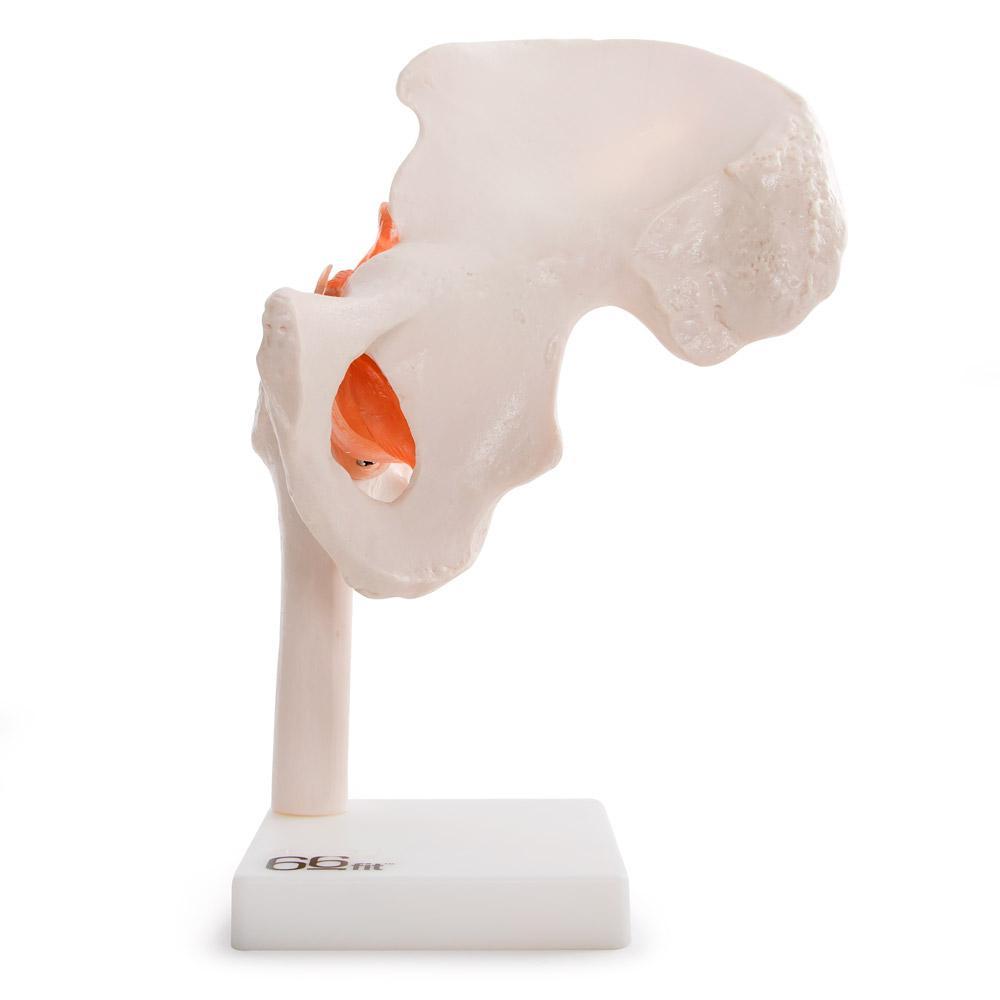 66fit Human Hip Joint Anatomical Model