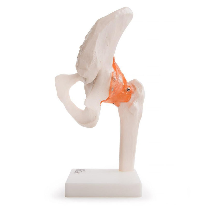 66fit Human Hip Joint Anatomical Model