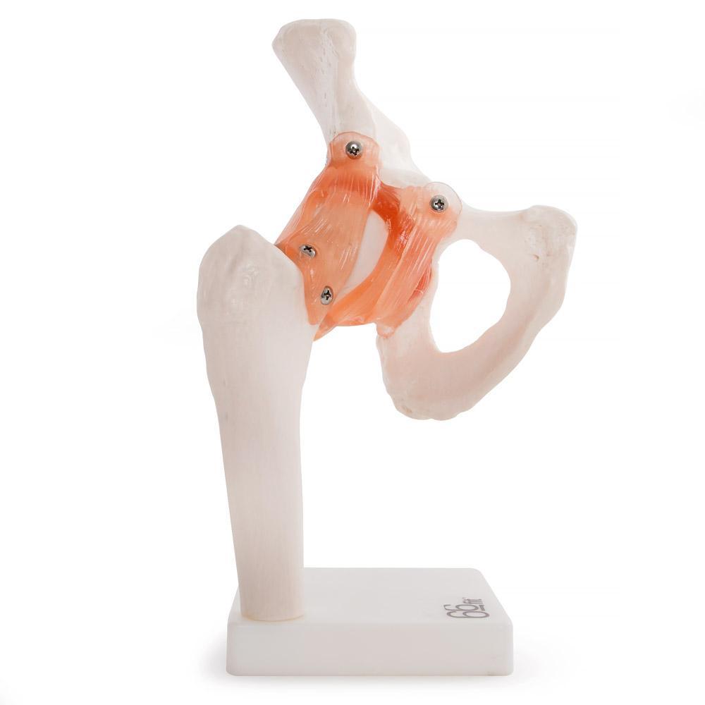 66fit Human Hip Joint Anatomical Model