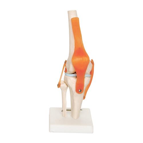 66fit Human Knee Joint Anatomical Model