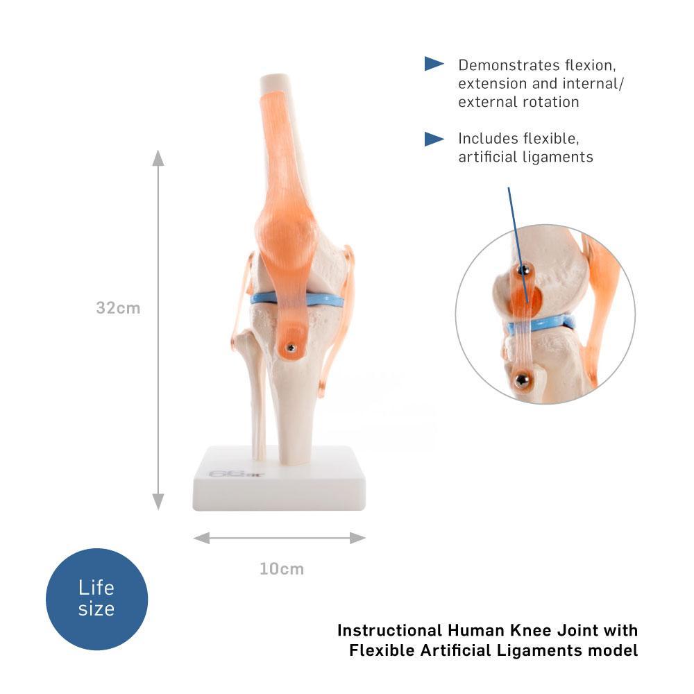 66fit Human Knee Joint Anatomical Model