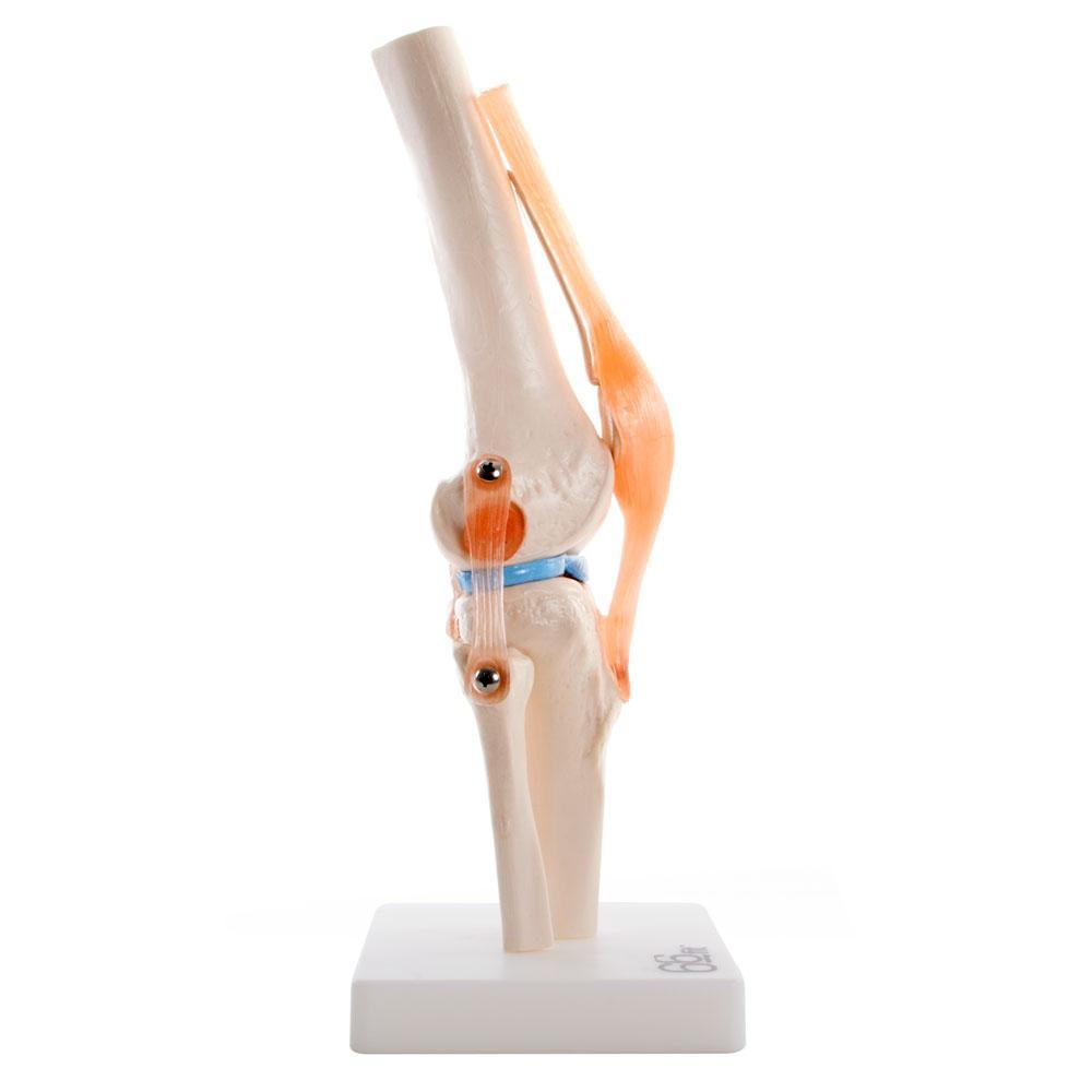 66fit Human Knee Joint Anatomical Model