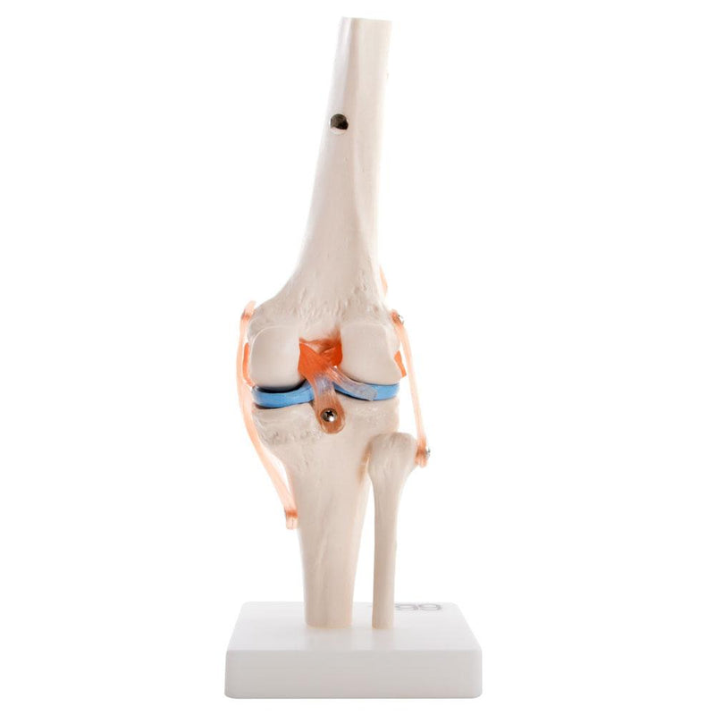 66fit Human Knee Joint Anatomical Model