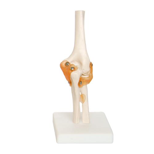 66fit Elbow Joint Anatomical Model