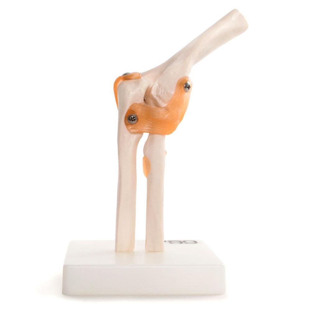 66fit Elbow Joint Anatomical Model