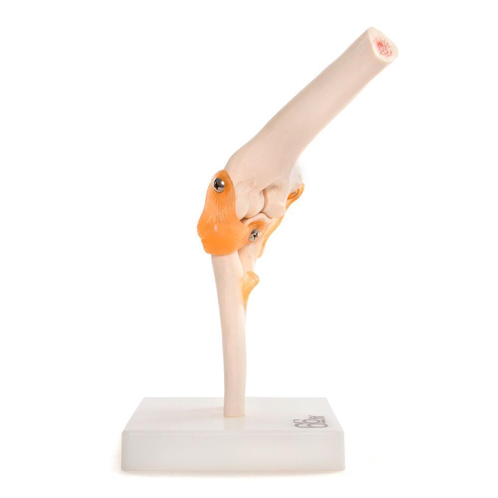 66fit Elbow Joint Anatomical Model