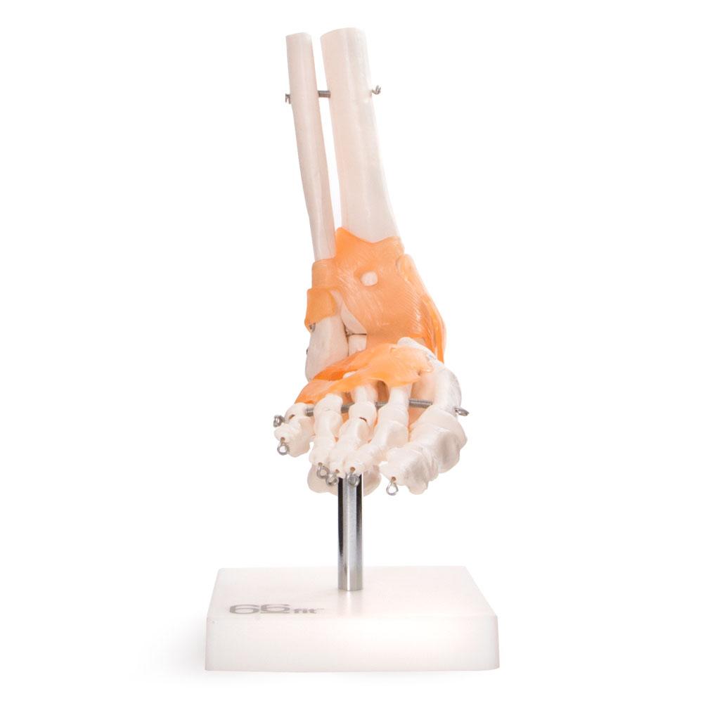 66fit Foot Joint With Ligaments Anatomical Model