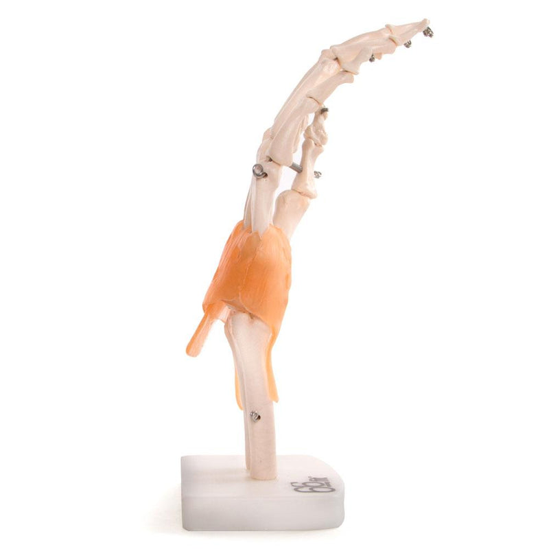 66fit Human Hand Joint With Ligaments Anatomical Model