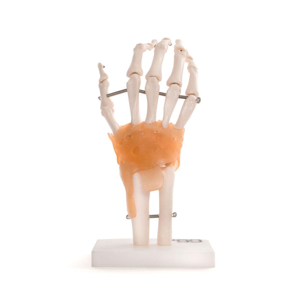 66fit Human Hand Joint With Ligaments Anatomical Model