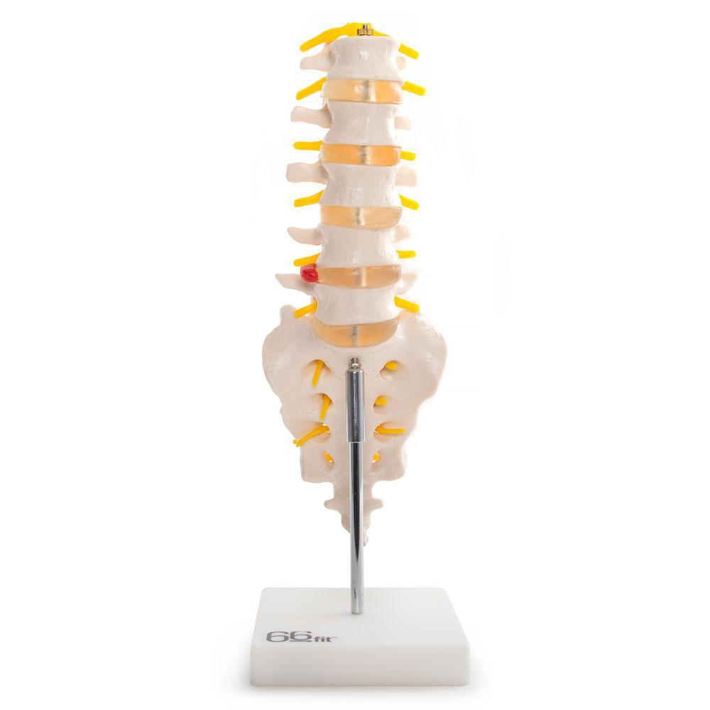 66fit Anatomical Lumbar Vertebrae With Sacrum/Coccyx/Herniated Disc