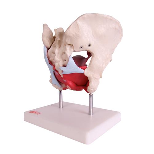 66fit Female Pelvic Muscles & Organ Anatomical Model