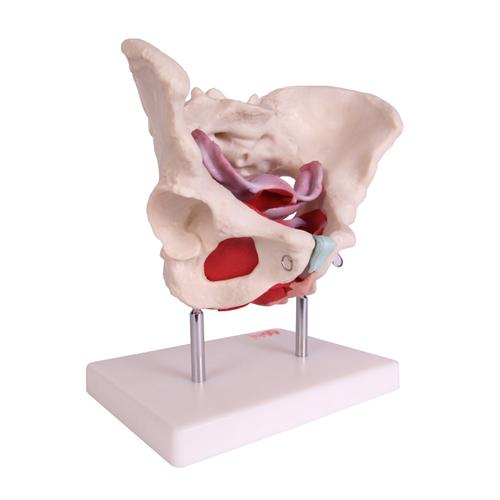 66fit Female Pelvic Muscles & Organ Anatomical Model