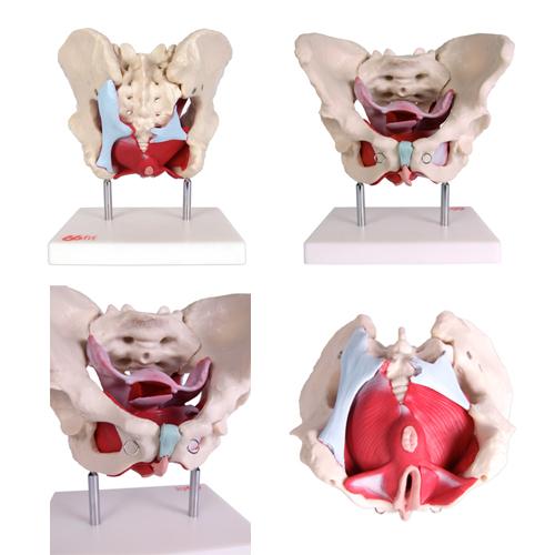 66fit Female Pelvic Muscles & Organ Anatomical Model