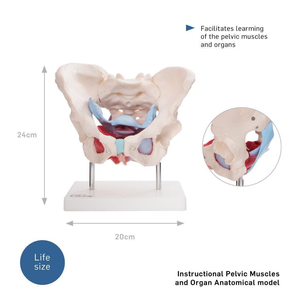 66fit Female Pelvic Muscles & Organ Anatomical Model