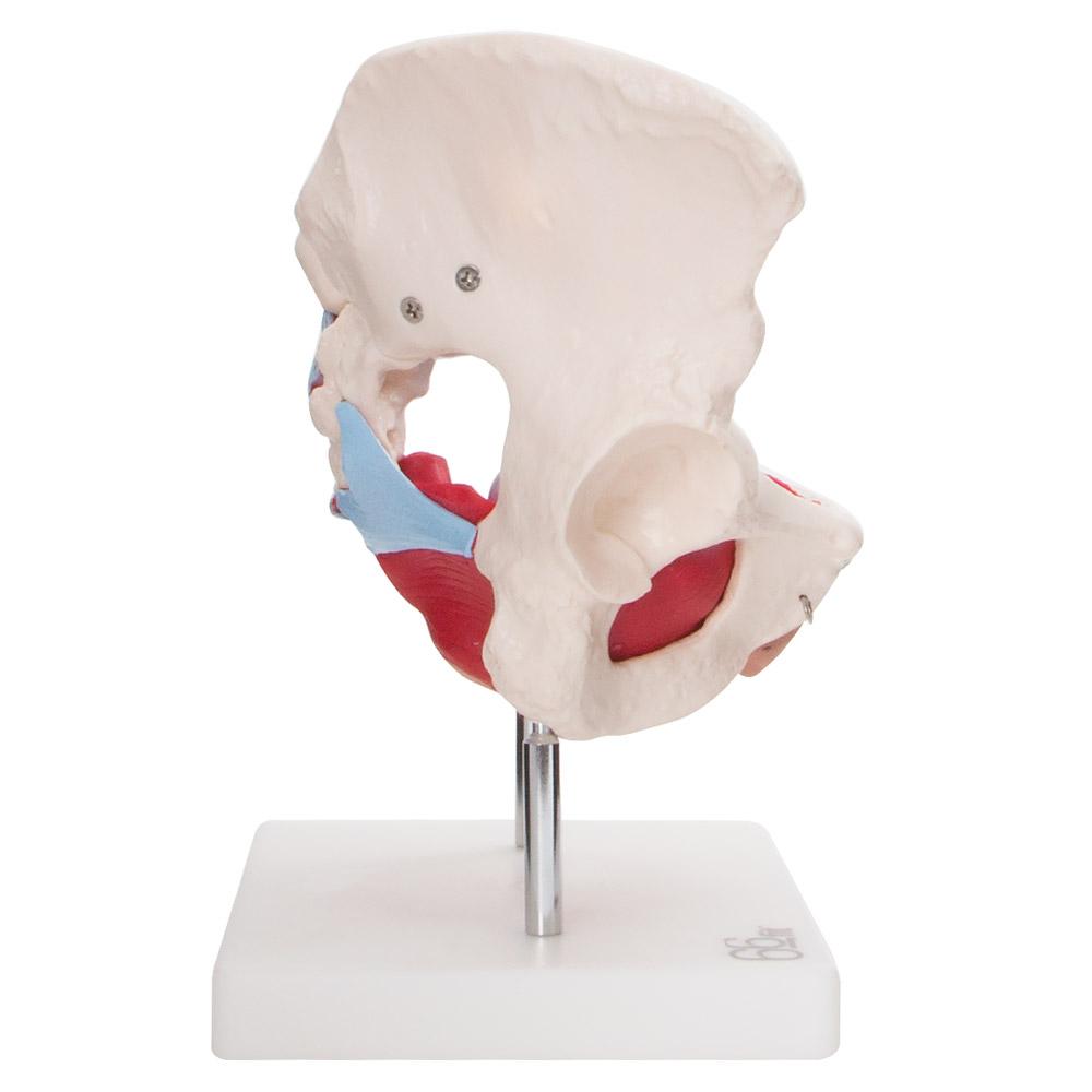 66fit Female Pelvic Muscles & Organ Anatomical Model