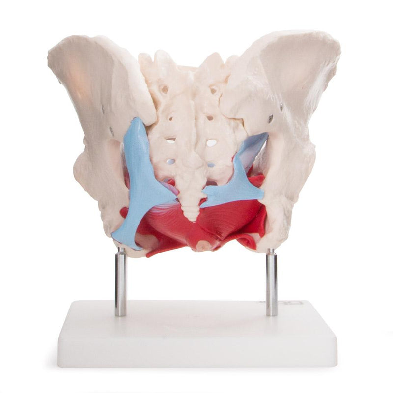 66fit Female Pelvic Muscles & Organ Anatomical Model