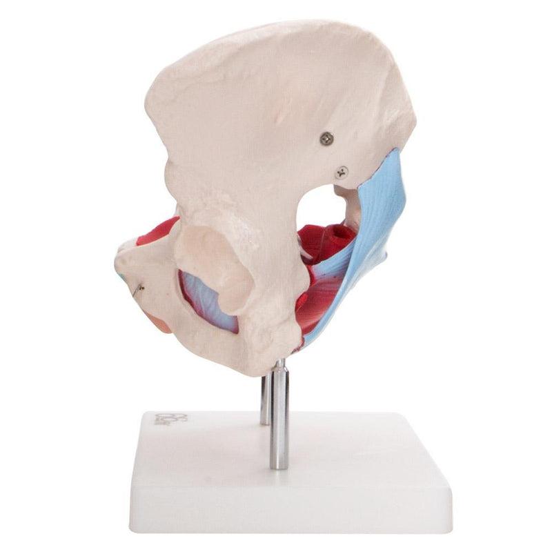 66fit Female Pelvic Muscles & Organ Anatomical Model