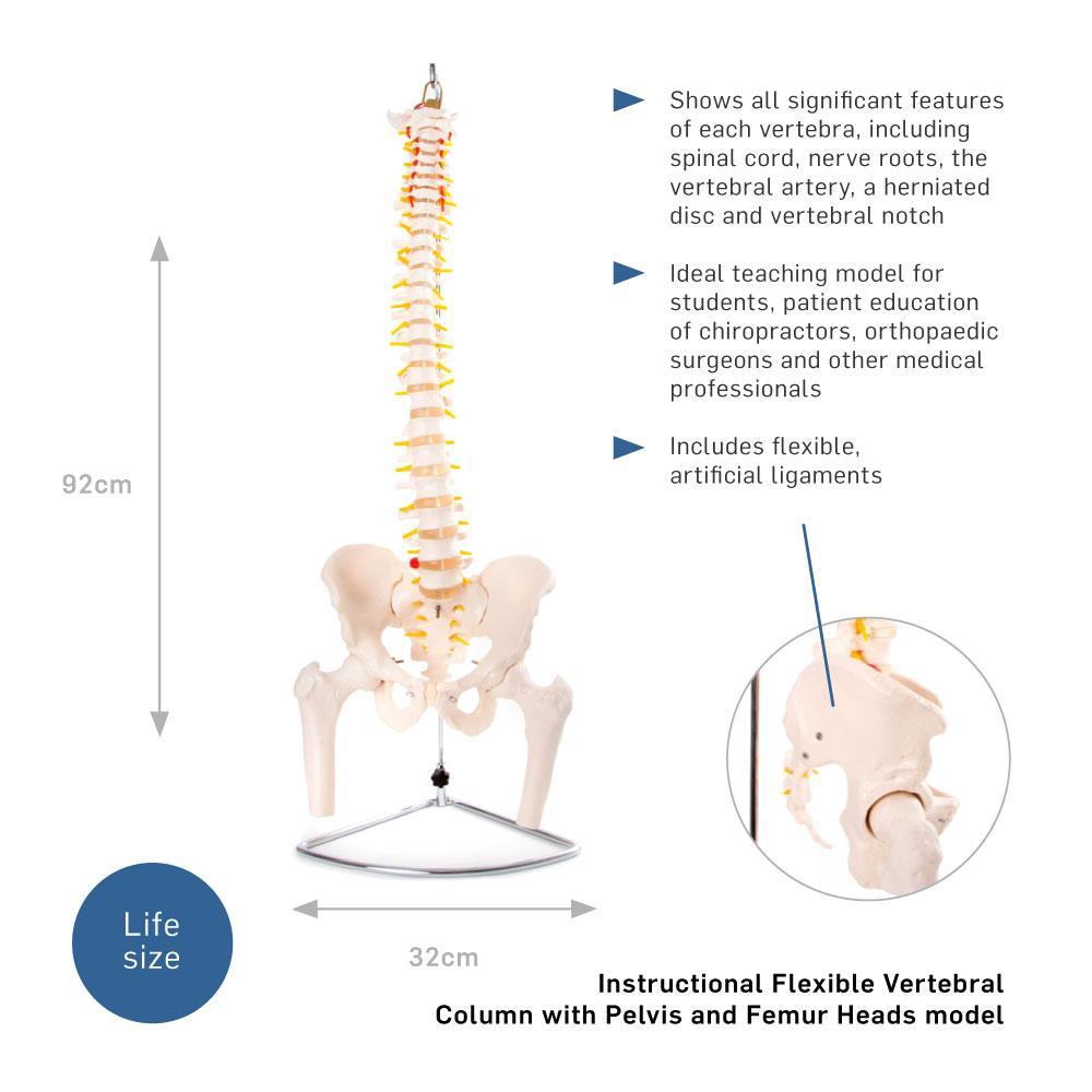 66fit Anatomical Flexible Vertebral Column With Pelvis & Femur Heads