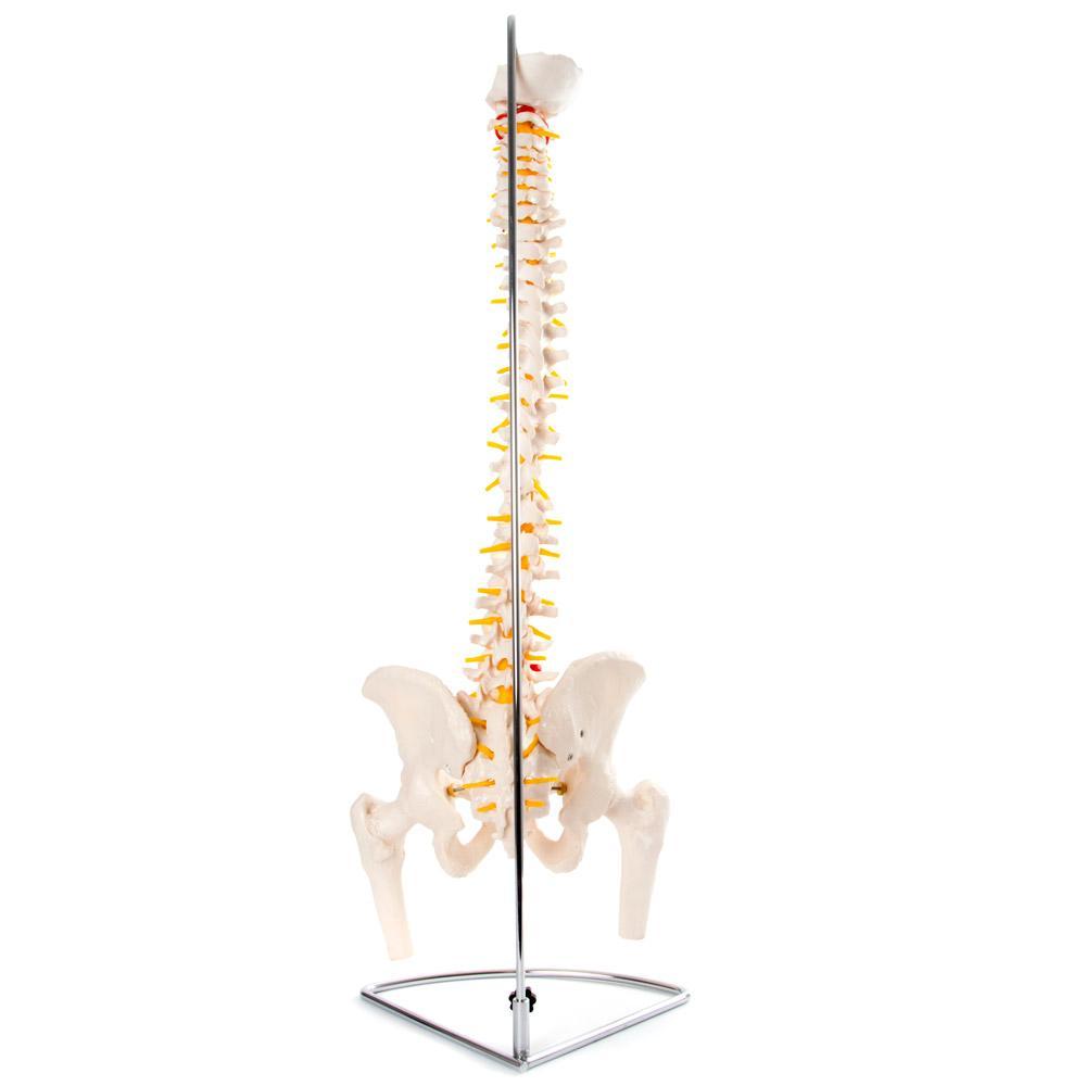 66fit Anatomical Flexible Vertebral Column With Pelvis & Femur Heads