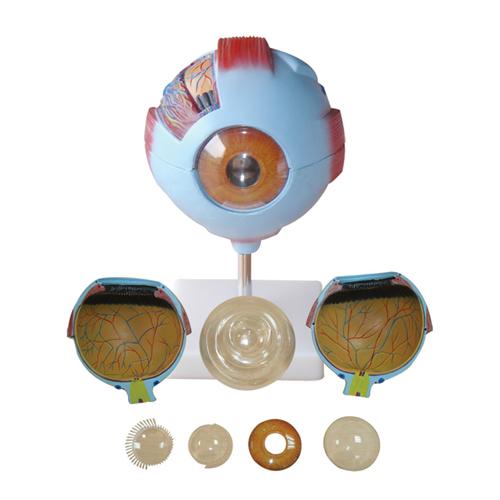 66fit Giant Eye Model
