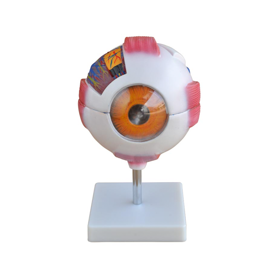 66fit Giant Eye Model